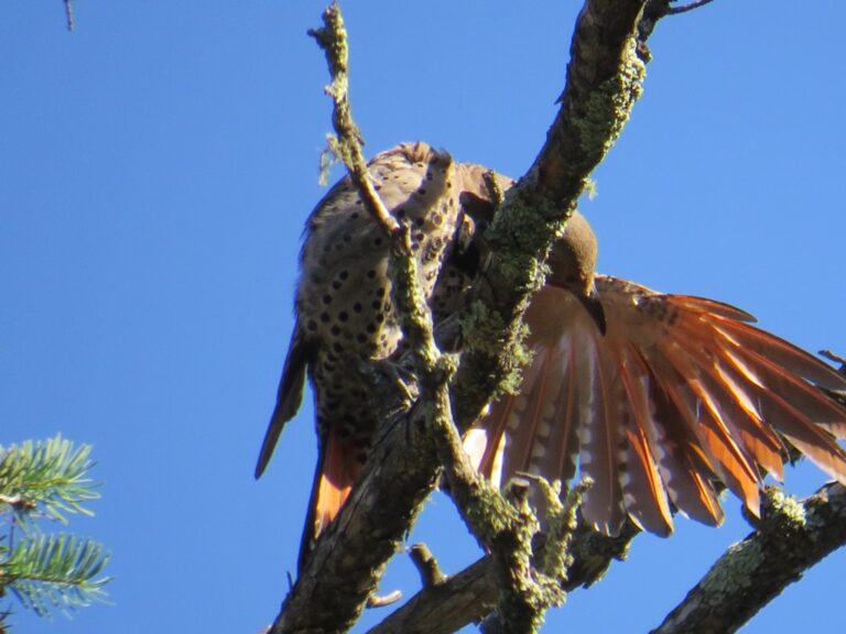 Who Has Landed On Your Roof Today?