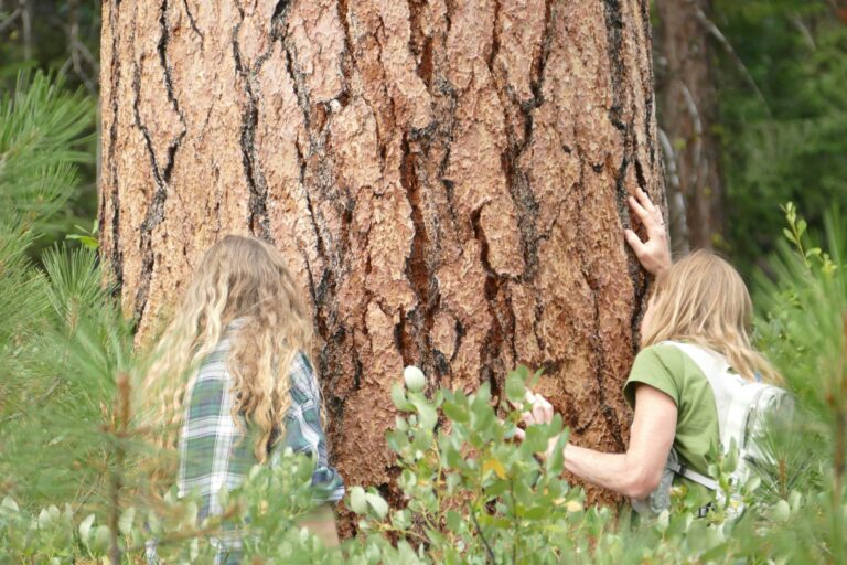 Sniffing Ancient Ponderosa Pines: Nature’s Cookie Bakery