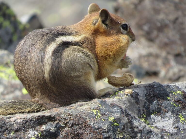 Alpine Relations in the Wallowas: Where do People Fit?