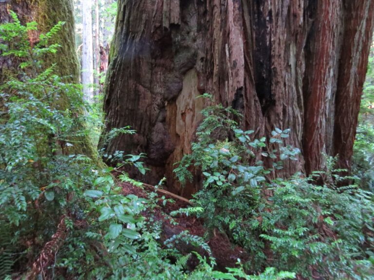 California Coast: Moonlight, Redwoods & a Long & Winding Road