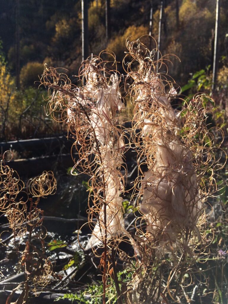 Fireweed: Of Seeds and Circles of Life