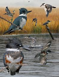 Heeding the Call of the Kingfisher