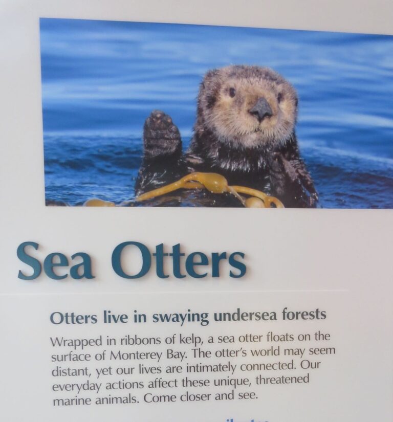 Sea Otters Rocking in the Kelp Forest