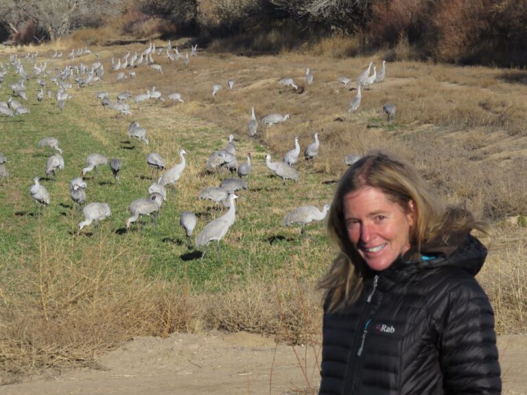 Sandhill Cranes of Bosque del Apache Light the Dawn