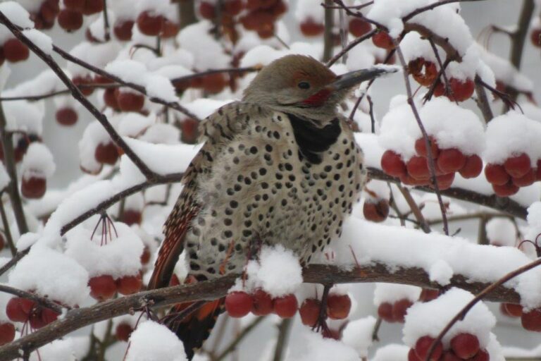 Celebrating the Gift of Birds and the People Who Help Them