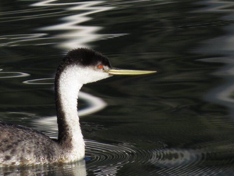 “A Thing of Beauty is a Joy Forever”