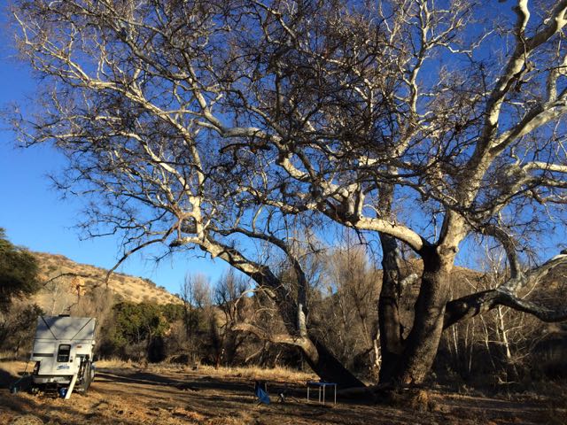 A Blessing for Sycamores and Cactus
