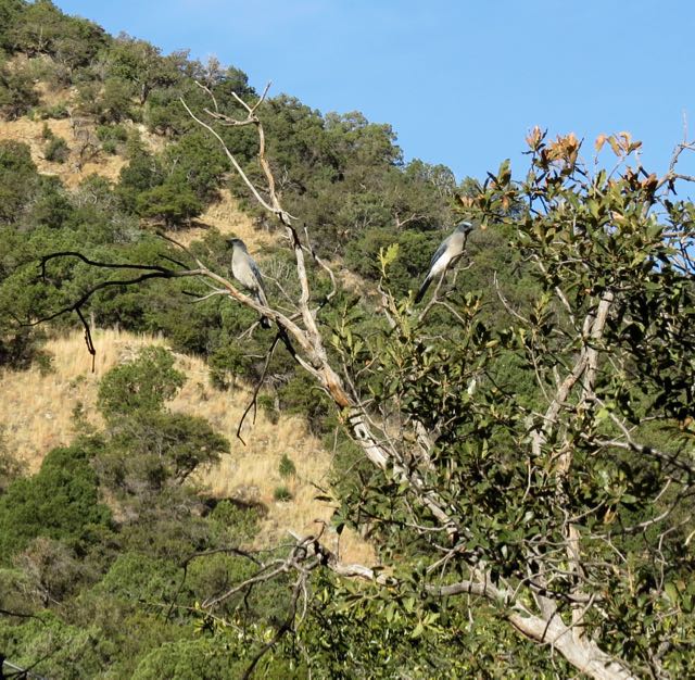 Birds Sleeping In: Madera Canyon in February
