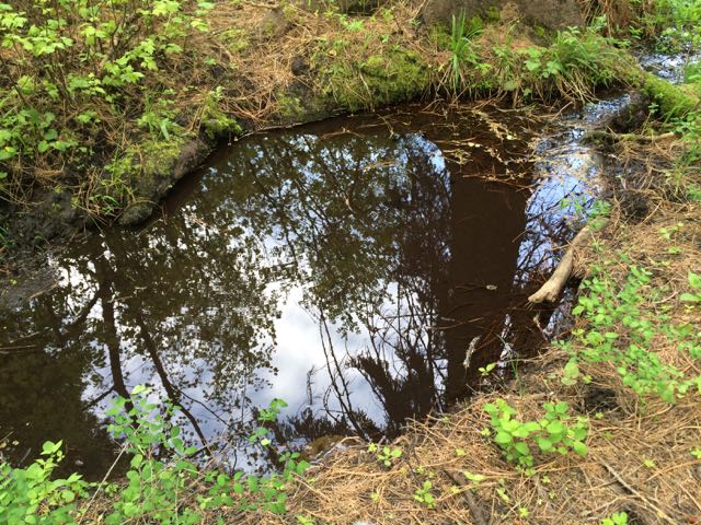 Wallowing in the World