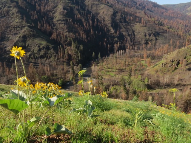 Wenaha-Tucannon Wilderness Wildfire Revival