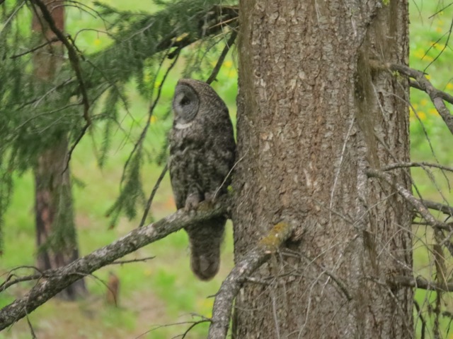 The Owl and the Mistletoe
