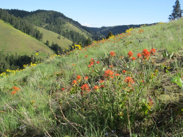 How Flowers Changed the World