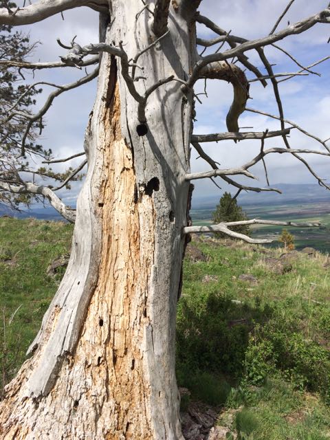 Ode to Wildlife Snags