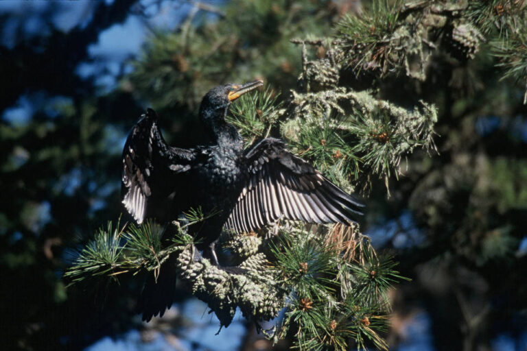 Cormorant Wisdom: Spread Your Wings Wide in the Sun