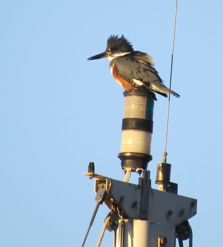 Kingfishers in Common- a story for Sept. 11th