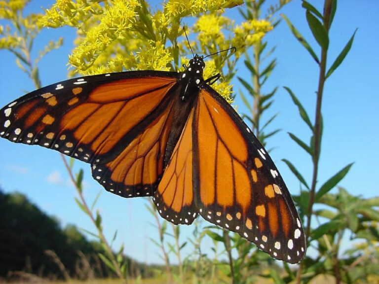 Of Monarchs, Marathons & Migration