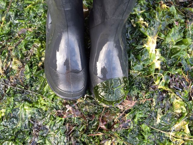 Life & Death in the Intertidal