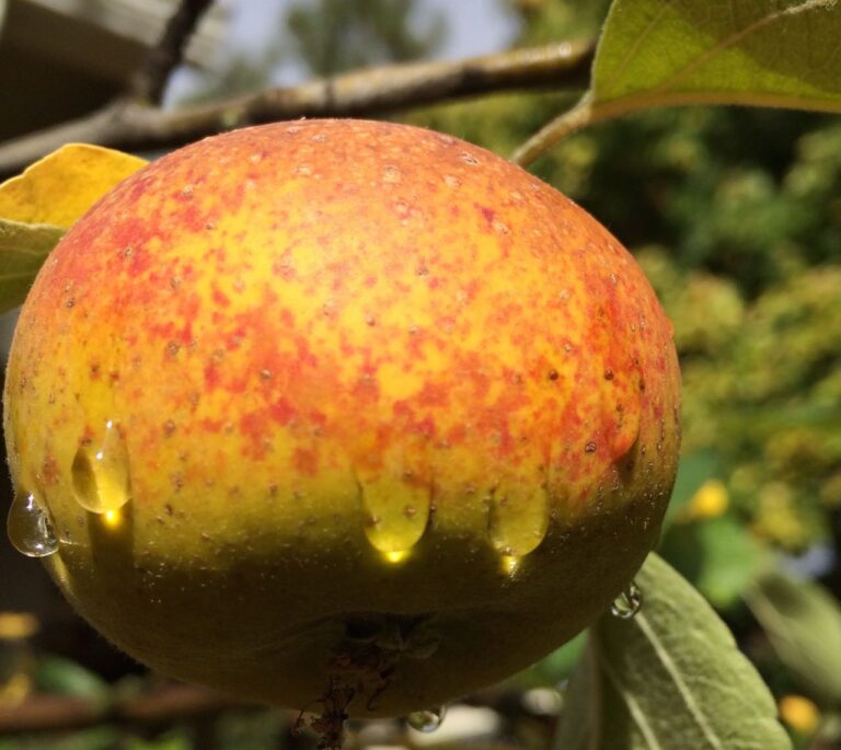 “One Raindrop Raises the Sea”