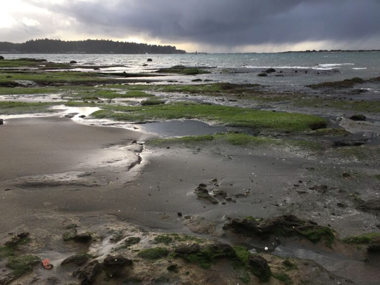 Riding the Storm like Waves of Seabirds