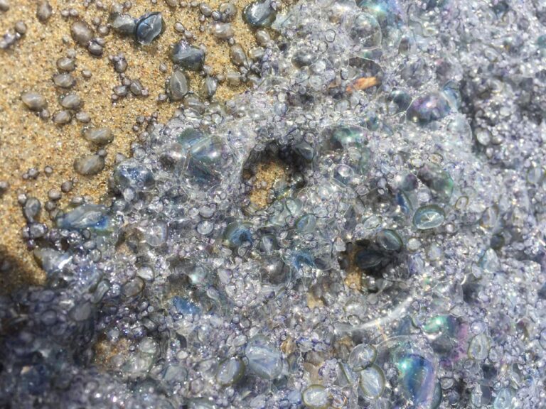 By-the-wind Sailors Carry a Blue Message