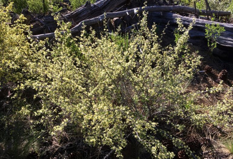 Bitterbrush: The Scent of Memory