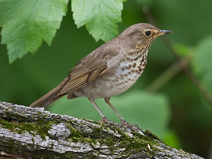 Song of the Summer: Swainson’s Thrush Aria