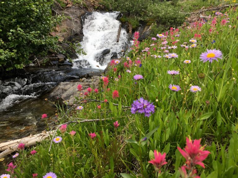 Wildflowers Flow from the High Wallowas