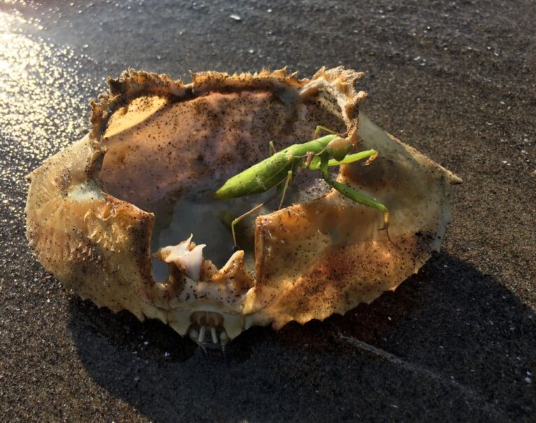 Finding the Ancient Mariner in a Crab Shell