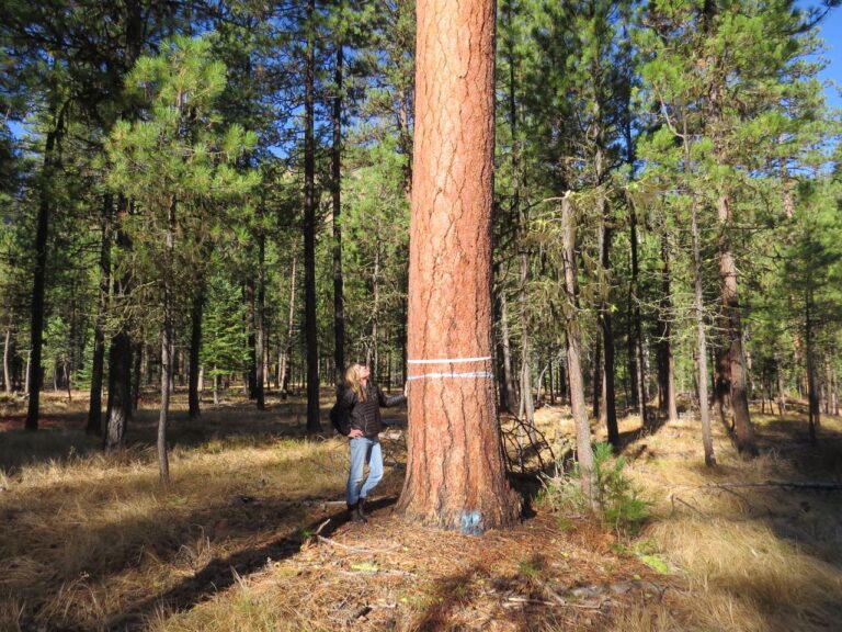 Remembering Ponderosa 58