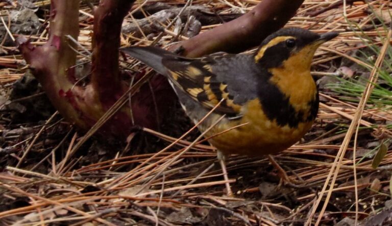Of Varied Thrushes, a Douglas Squirrel, and a Bib for the Calico Cat