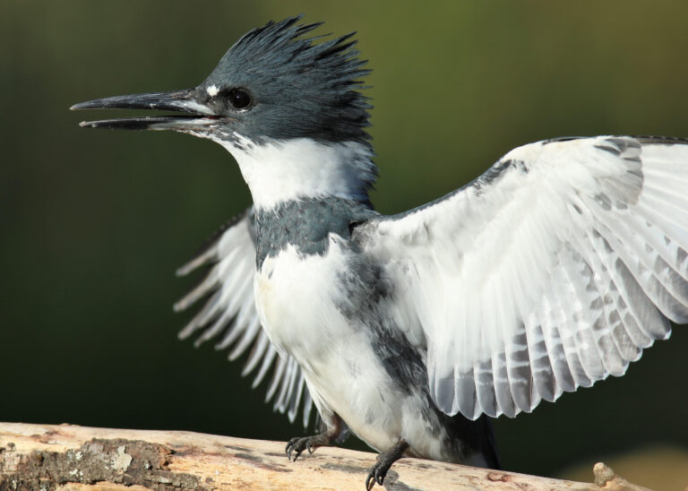 Winter Solstice – Kingfishers Bring Halcyon Days