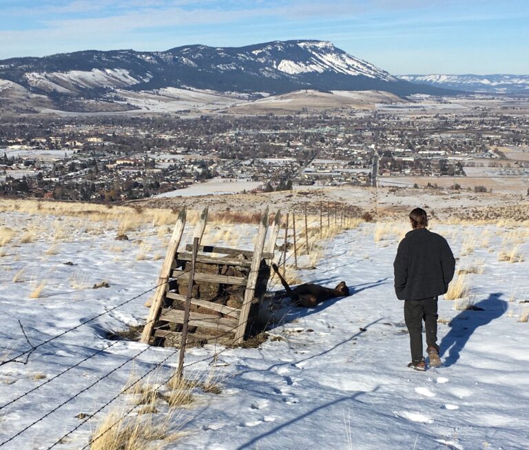 Elk Calf Rescue on New Year’s Day 2018- How to save a life and make fences wildlife-friendly too