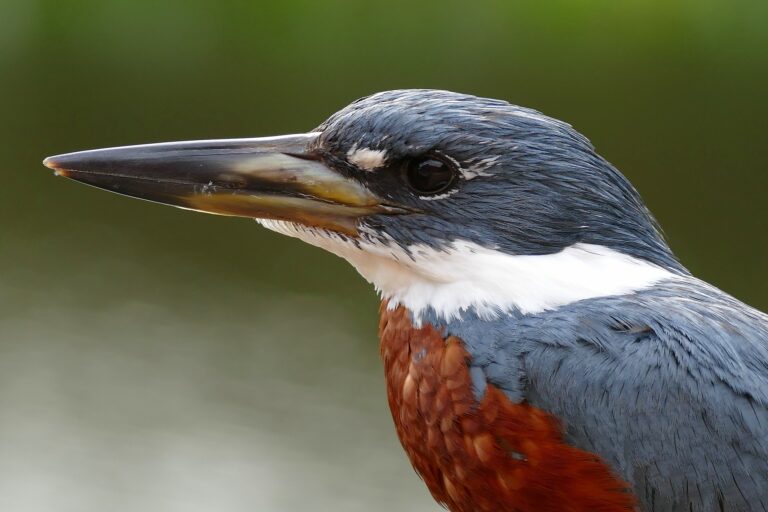 A Serendipity of Kingfishers in Mexico
