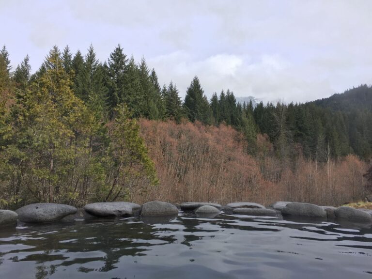 Two Canada Geese at the Silent Pool