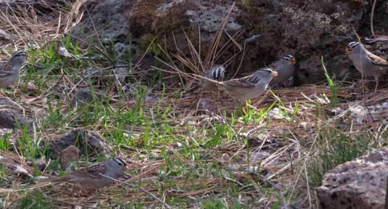 The Bird that Sings the Mountains