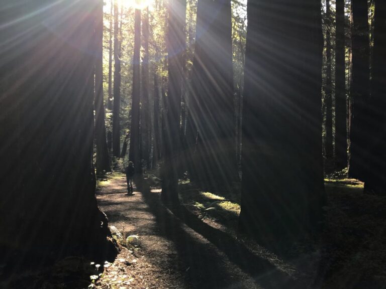 Redwoods Revelation