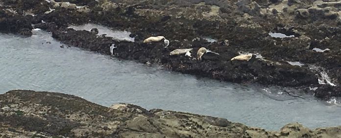 Seal Pup Drama on Cape Arago