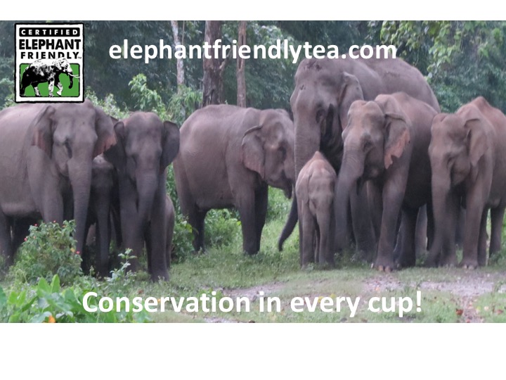 Heroic Mothers:  Watch this Elephant  Save Her Baby and then Buy a Cup of Certified Elephant Friendly Tea ™