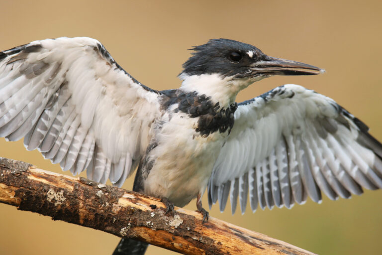 Kingfishers Nesting at Fossil Point