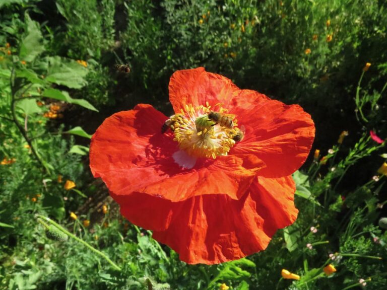 In Praise of Bees in Our Yards