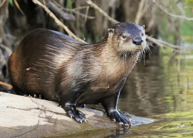 If Otters Could Vote- Yes on Saving the Lostine!