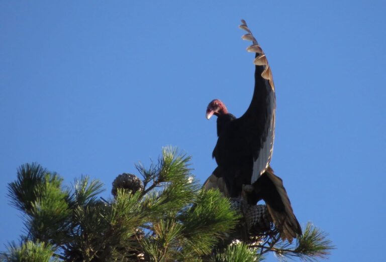 Take the Apple Core Challenge