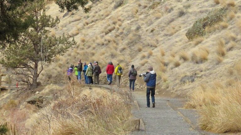 Tune into a Christmas Bird Count