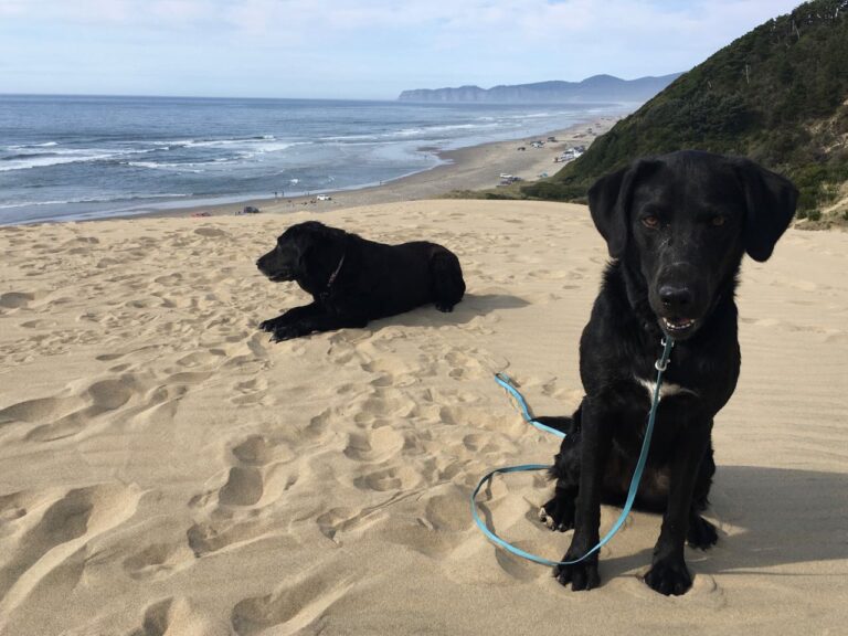 How Dogs Teach us Joy