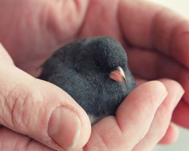 Fly Away Home- Junco Rescue