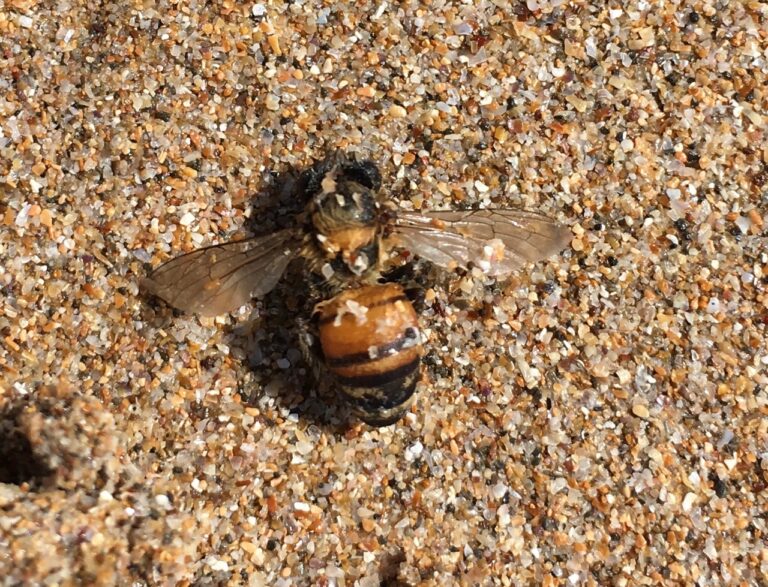 Humming the Bees Back