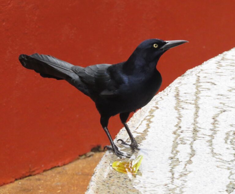 A Crackle of Grackles