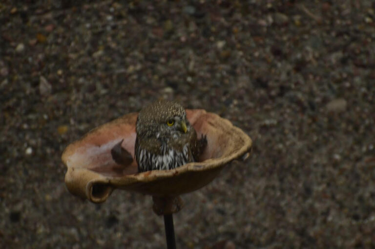 Nature of the Nearby