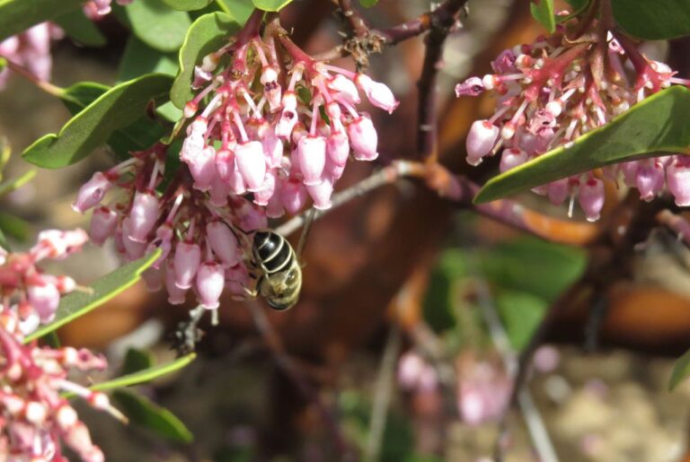 Terroir- can you taste the wild?
