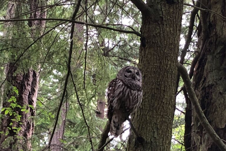 Night Shift Blues for the Barred Owl